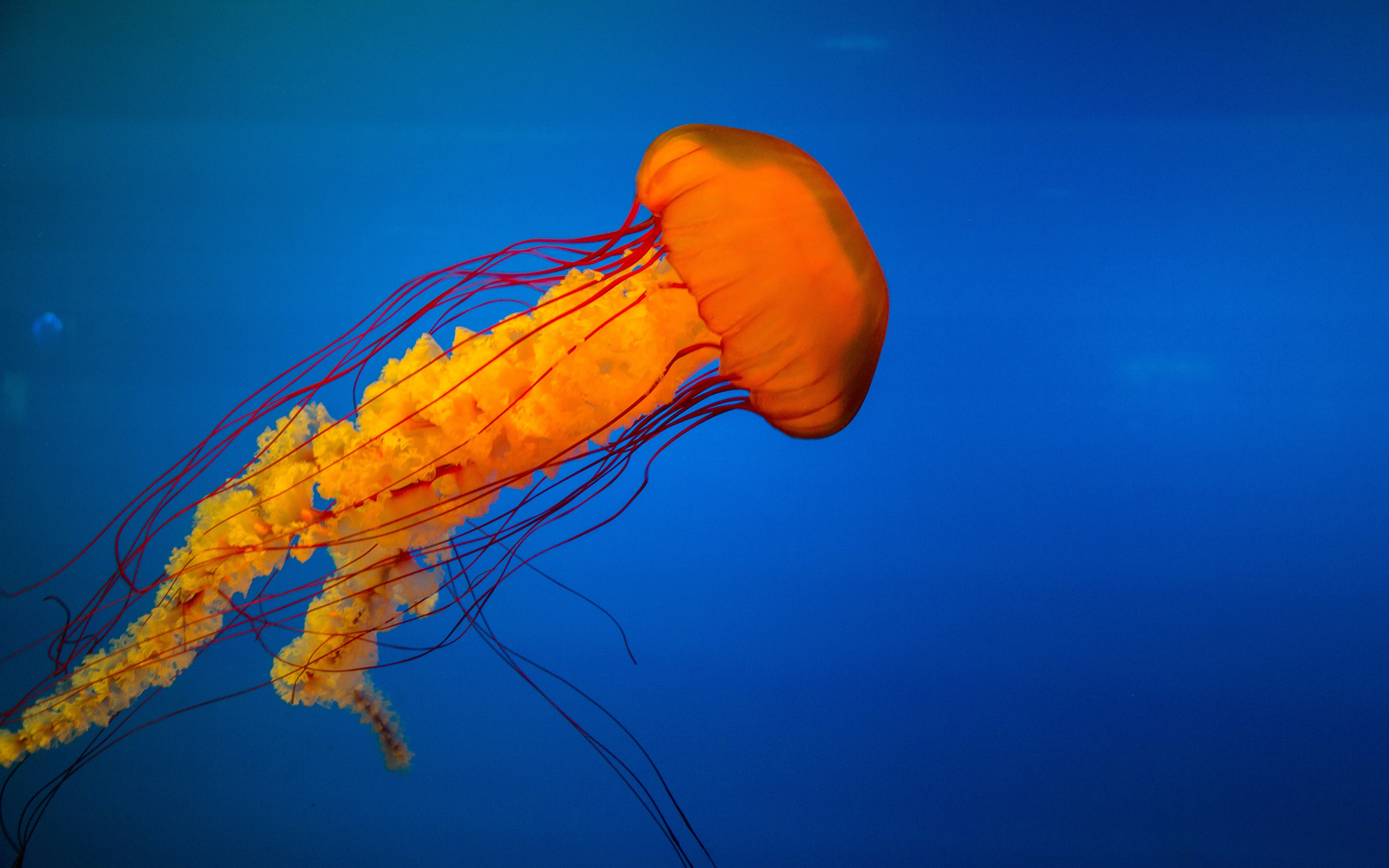 Jellyfish HD7557614861